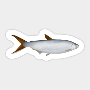 Silversides Sticker